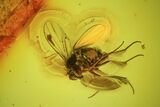 Detailed Fossil Fly (Diptera) In Baltic Amber #45175-1